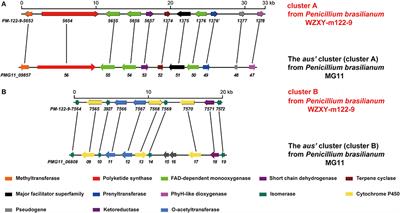 Brasilianoids A–F, New Meroterpenoids From the Sponge-Associated Fungus Penicillium brasilianum